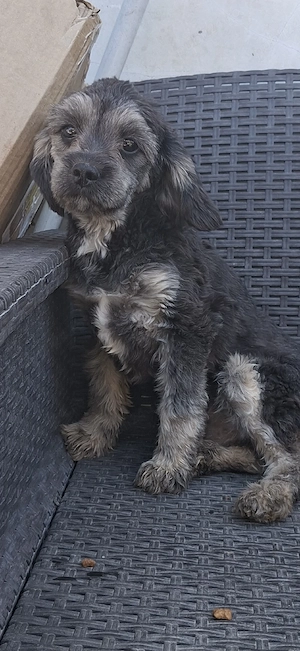 Cavapoo f1