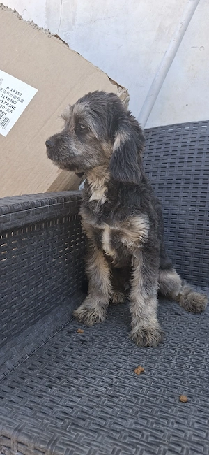 Cavapoo f1 - imagine 2