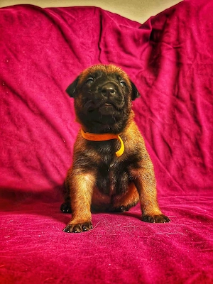 Pui Belgian Malinois cu pedigree FCI, vaccinati si deparazitați  - imagine 5