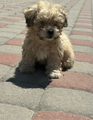 Catel Bichon - imagine 5