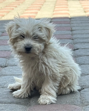 Catel Bichon - imagine 3