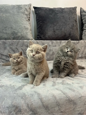 British Shorthair