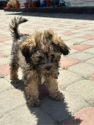 Catel Bichon - imagine 4