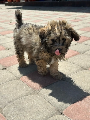 Catel Bichon - imagine 2