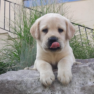 Labrador Retriever  - imagine 2