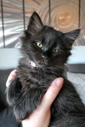 Maine coon 