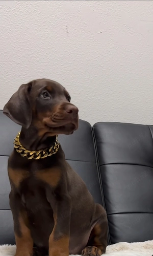 Pui doberman deosebit