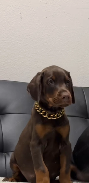 Pui doberman deosebit - imagine 5