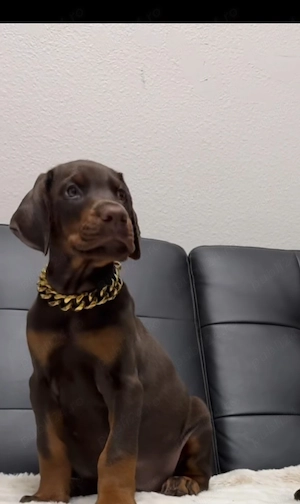 Pui doberman deosebit - imagine 2