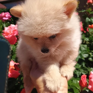 Catelusi Pomeranian Mini Toy - imagine 4