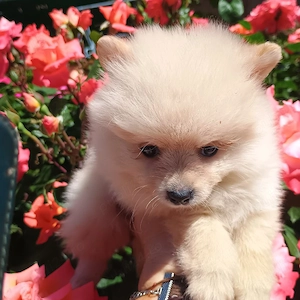 Catelusi Pomeranian Mini Toy