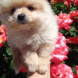 Catelusi Pomeranian Mini Toy - imagine 3