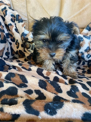 yorkshire terrier7   8 saptamani ,baietel - imagine 4