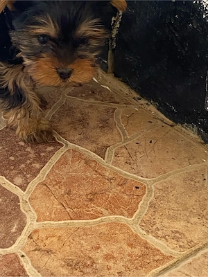 yorkshire terrier7   8 saptamani ,baietel - imagine 3