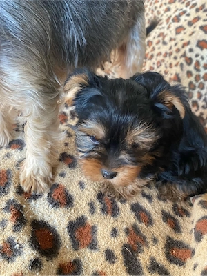 yorkshire terrier7   8 saptamani ,baietel - imagine 2