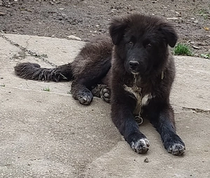 Caine Ciobanesc Corb 6 luni