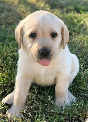 Labrador Retriever 
