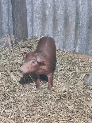 porc duroc varsta 7 saptamani 