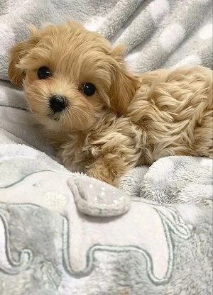 maltipoo poodle mini toy - imagine 3