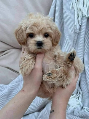 maltipoo poodle mini toy - imagine 2