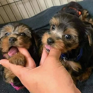 pui de Yorkshire 