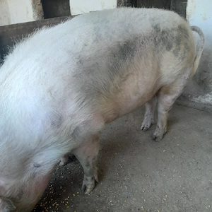 Porc de 350 de kg
