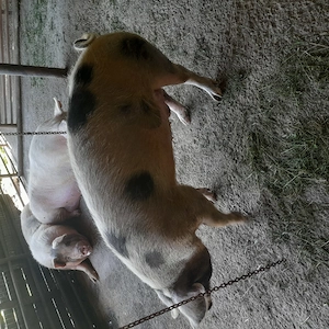 Porci de tara 