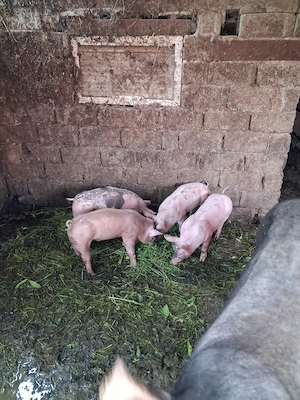 purcei pietran cu  landras