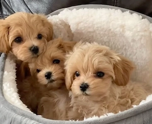 maltipoo poodle