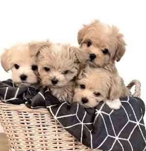 maltipoo poodle - imagine 2