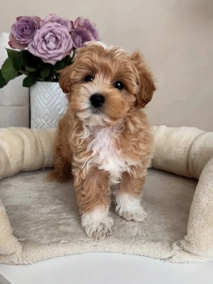 pui de maltipoo poodle mini toy - imagine 2
