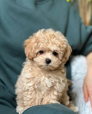 maltipoo poodle mini toy - imagine 2