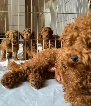 pui de poodle