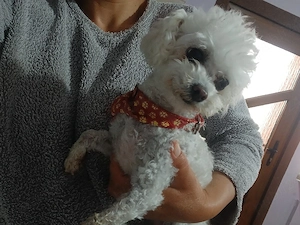 Bichon femela  - imagine 2