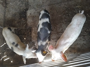 vând 2 mascori si o purcea de 8 săptămâni 