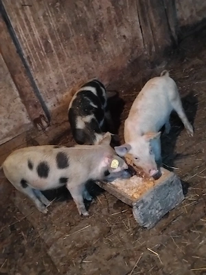 vând 2 mascori si o purcea de 8 săptămâni  - imagine 2
