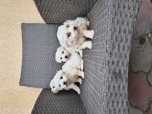 Bichon Bologneze rasa pura