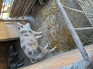 Porci de vanzare - imagine 2