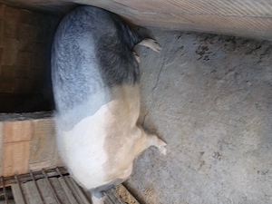 Porci de vanzare