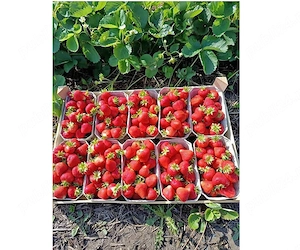 Se caută muncitori pentru agricultură în SPANIA - imagine 2