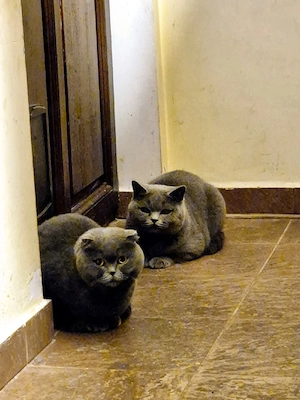 Pui British Shorthair  - imagine 2