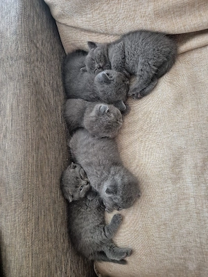 Pui British Shorthair 