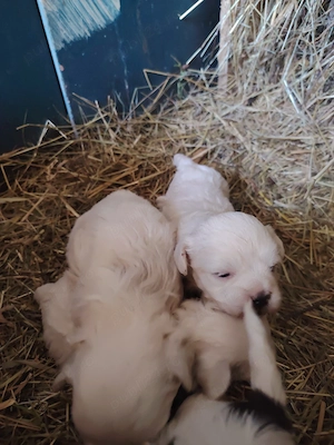 vand Bichon - imagine 2