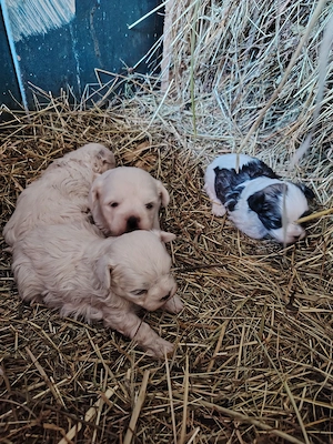 vand Bichon - imagine 3