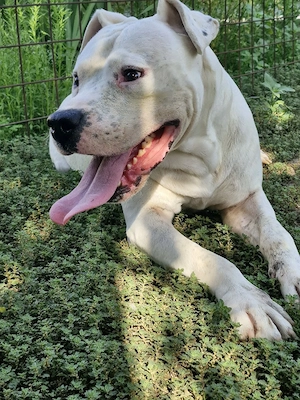 Dogo Argentino - imagine 2
