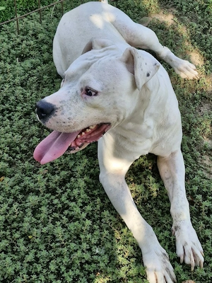 Dogo Argentino