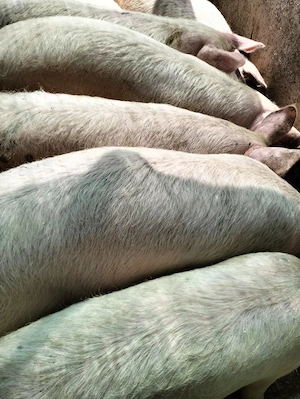 Vând porci de carne naturali - imagine 2