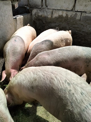 Vând porci de carne naturali