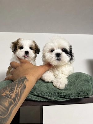 shih tzu mini toy - imagine 2