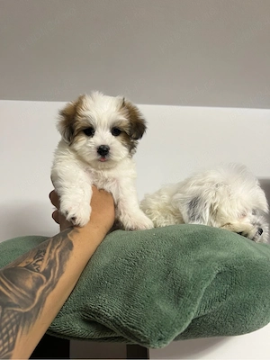 shih tzu mini toy - imagine 3
